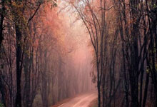 女子网球世界杯——比利·简·金杯全球总决赛将落户深圳.